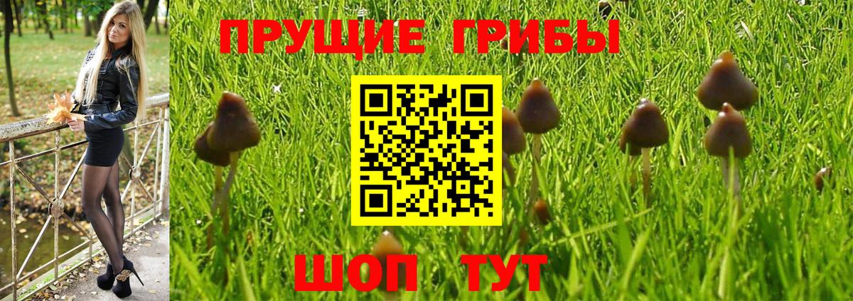 Псилоцибиновые грибы Cubensis Новочебоксарск